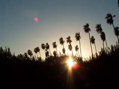 Palmiers à Riverside, CA